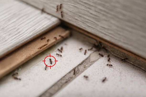 Best Local Pest Control Services  in Herrin, IL