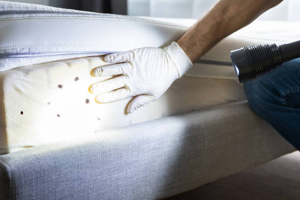 Best Wasp Removal Services  in Herrin, IL