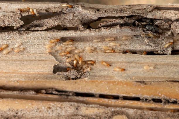 Best Pest Control for Businesses  in Herrin, IL